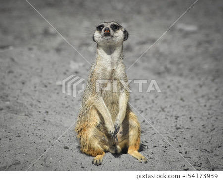 Very funny Meerkat Manor sits in a clearing Very funny Meerkat Manor sits in a clearing 54173939