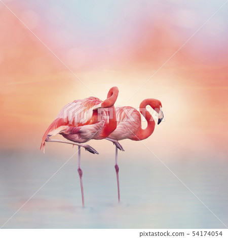 Two Pink flamingos at sunset 54174054