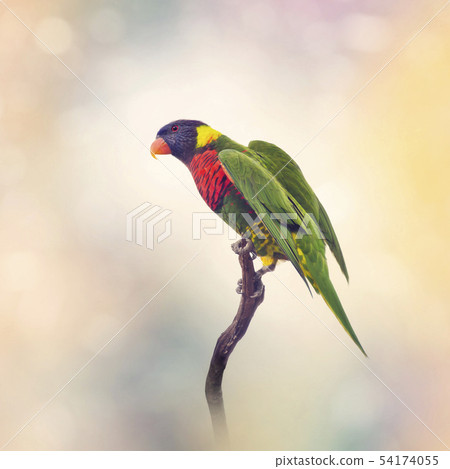 Rainbow Lorikeet  on a branch 54174055
