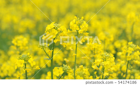 Rape flower 54174186