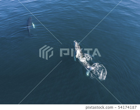 Aerial view of Humpback whale, Iceland. Aerial view of Humpback whale, Iceland. 54174187