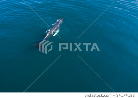 Aerial view of Humpback whale, Iceland. 54174188