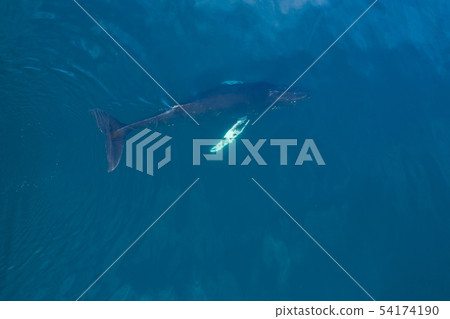Aerial view of Humpback whale, Iceland. 54174190