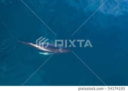 Aerial view of Humpback whale, Iceland. 54174193