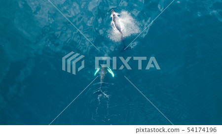 Aerial view of Humpback whale, Iceland. 54174196