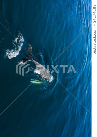Aerial view of Humpback whale, Iceland. 54174198