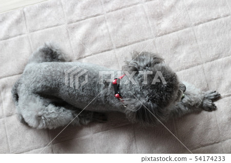 Toy poodle Toy poodle 54174233