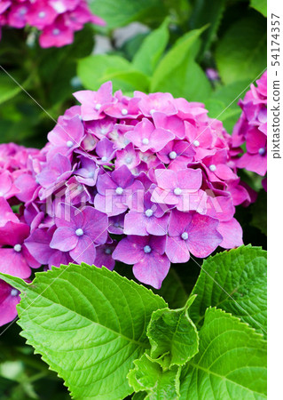 二色繡球 二色繡球 54174357