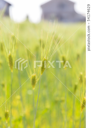 Wheat field Wheat field 54174629