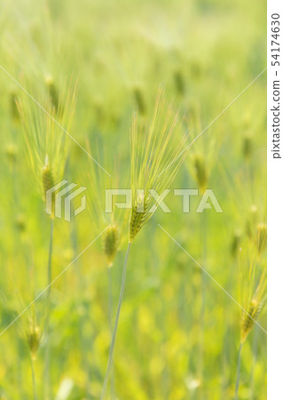 Wheat field Wheat field 54174630