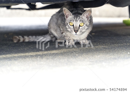 Stray Cat Hides Nora Cat 54174894