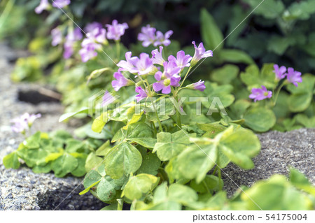 小粉紅色的花 54175004