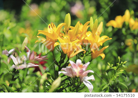 Tourizawa Yuuri花園五顏六色的百合 54175510