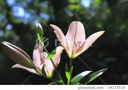 Tourizawa Yuuri Garden Colorful Lily 54175514