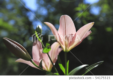 Tourizawa Yuuri Garden Colorful Lily 54175515