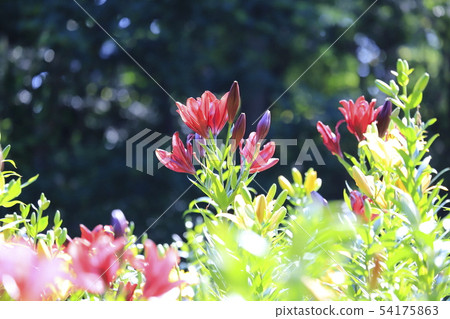 Mezurayurain花園紅百合 Mezurayurain花園紅百合 54175863