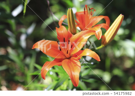 庭院橙色百合的一點百合 54175982