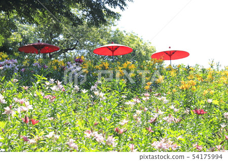 Tourizawa Yuuri Garden Colorful Lily 54175994