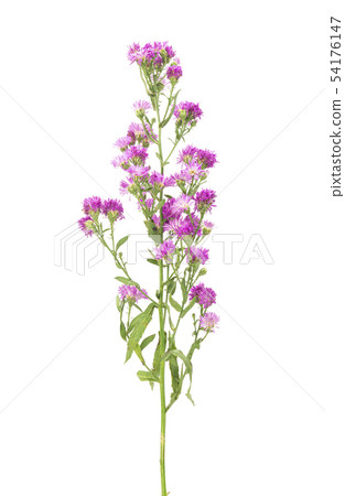 Pink flowers, small flowers on white background Pink flowers, small flowers on white background 54176147