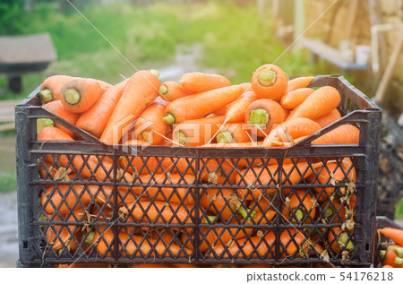 Freshly harvested carrots in boxes. Eco friendly 54176218