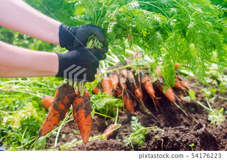 Carrot in the hands of a farmer. Harvesting. Carrot in the hands of a farmer. Harvesting. 54176223
