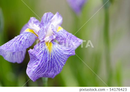 無雨的虹膜 54176423