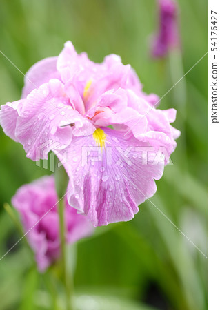 Rainless irises Rainless irises 54176427