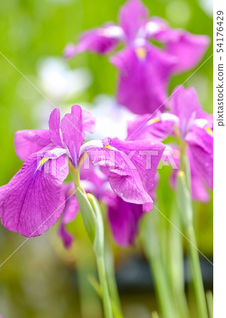 Rainless irises Rainless irises 54176429