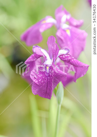 Rainless irises Rainless irises 54176430