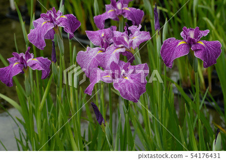 Rainless irises 54176431