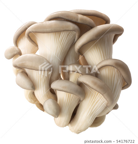 Oyster mushrooms pleurotus, paths Oyster mushrooms pleurotus, paths 54176722