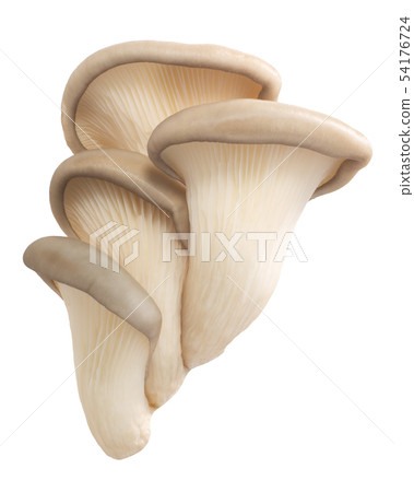Oyster mushrooms pleurotus, paths Oyster mushrooms pleurotus, paths 54176724