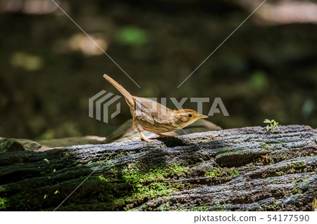 Spectacled Bulbul (Pycnonotus erythropthalmos) in Spectacled Bulbul (Pycnonotus erythropthalmos) in 54177590