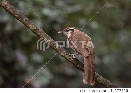 Greater Necklaced Laughingthrush on branch in natu Greater Necklaced Laughingthrush on branch in natu 54177596
