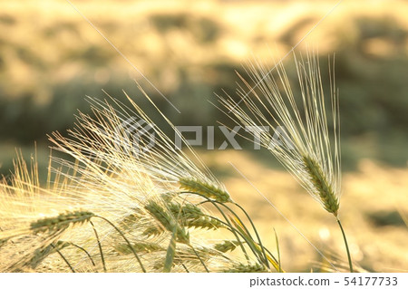 Ear of wheat in the field at dusk 54177733