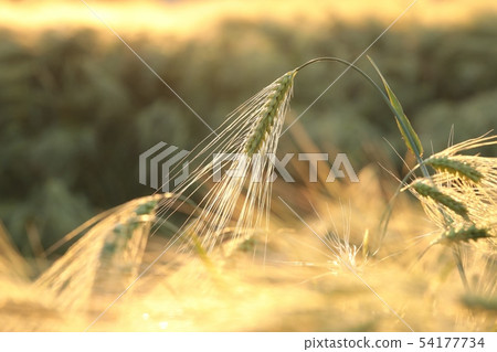 Ear of wheat in the field at dusk 54177734