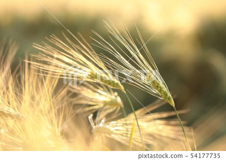 Ear of wheat in the field at dusk 54177735