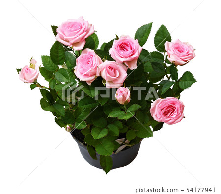 Pink rose flowers in a pot Pink rose flowers in a pot 54177941