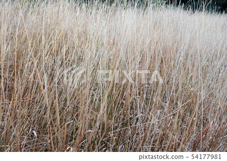 ry grass field. at Doi Intanono Chaingmai Thailand 54177981