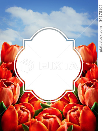Red tulip flowers and a sky 54178105