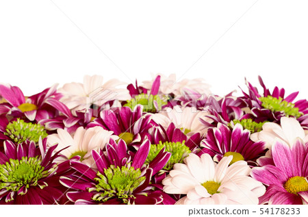 Aster flowers and chrysanthemum flowers Aster flowers and chrysanthemum flowers 54178233