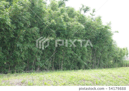 一群女竹 54179888