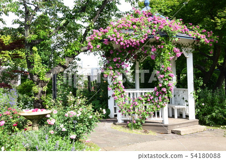 玫瑰長廊 54180088