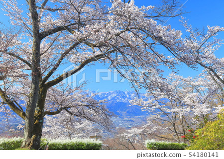 [Sa玉縣] Min山公園的櫻花 54180141