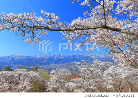 [Sa玉縣] Min山公園的櫻花 54180151