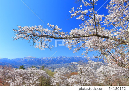 [Sa玉縣] Min山公園的櫻花 54180152