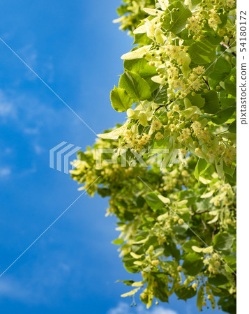 Blossoming linden trees on blue sky background. Blossoming linden trees on blue sky background. 54180172