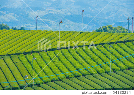 茶園綠地毯 54180254