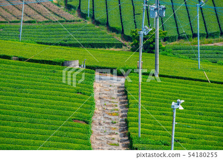 Tea plantation green carpet 54180255