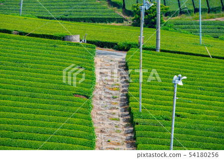 茶園綠地毯 54180256